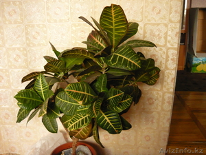 Продам Кротон (кодиеум) #655256