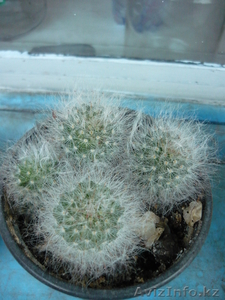 Продам Бегонию всегдацветущую #664078