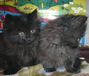 Котята в добрые руки #669165