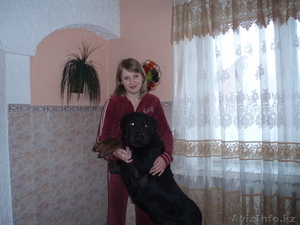 Кобель ротвейлера #672959