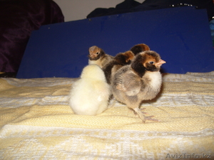 цыплята домашние #568936