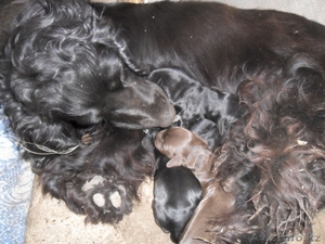 Продам щенков русский спаниель   #659977