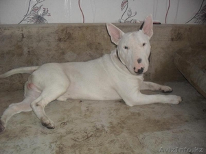 Бультерьер Белоснежный #648006