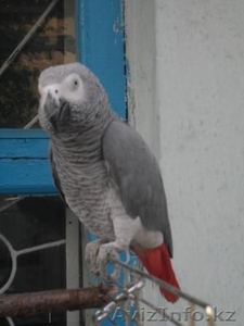 Жако краснохвостый  (попугай) #671399