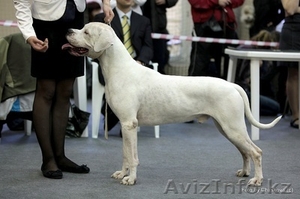 Щенки Аргентинского дога!!!  #686959