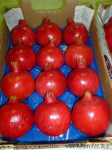 Фрукты из Греции оптом со склада в Астане #688954