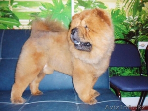 стрижка собак декоративных пород #698134