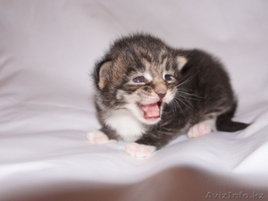 Монопородный питомник Мейн Кунов VikingCastle предлагает! #700508