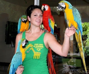 Попугай птицы и яйца на продажу #693447