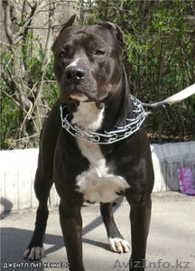 Щенки американского питбультерьера #693141