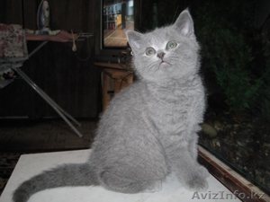 Продаю чистокровных британских котят #459192