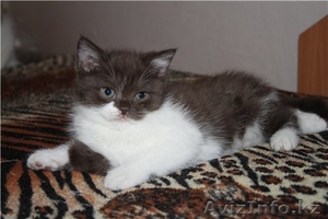 британские ориентальные вислоухие котята #692376