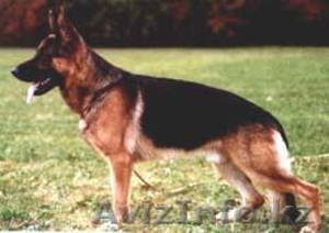 Щенки немецкой овчарки. Отец из германии,  мать внучка из лучшего питомника немец #677985