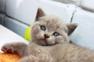 Продаются шотландские котята #695800