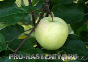 белый налив,  летний сладкий сорт  #691893