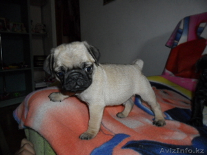 Продам щенков породы мопс! #684819