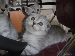 шикарный шотландский вислоухий котенок #675624