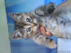 Отдам котят в хорошие руки. #684205