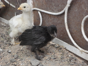 Продам цыплят от домашней курицы  несушки. #697110