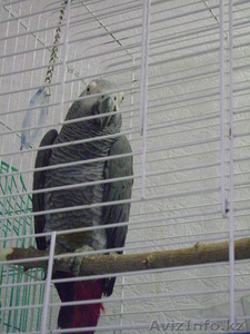 продам попугая жако.самец, 4 года #686081