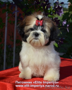 Щенки ши-тцу ярких окрасов. #689959