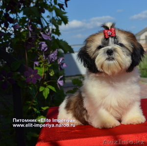 Щенки ши-тцу ярких окрасов от чемпиона. #689952