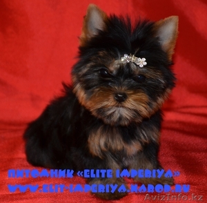 Эксклюзивные щенки йоркширского терьера питомника « Elite Imperiya». #689930