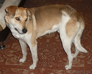 отдам в добрые и заботливые руки #674670