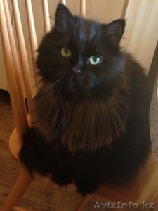 отдам в хорошие руки кастрированного кота #686104