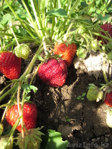 Оздоровленный посадочный материал земляники садовой (клубника),  ранние Даренка #681489