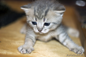 Котята 2 месяца #697953