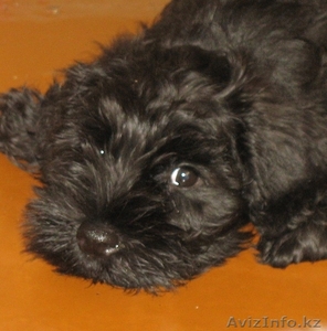 Щенок цвергшнауцера #683303