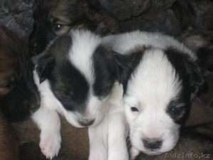 Отдам щенят дворняги в хорошие руки #697053