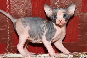 Котята канадского сфинкса ДОСТАВКА #688405