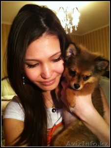 продам чихуахуа девочка Астане #686231