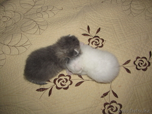 Котята                       #681170