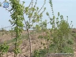 Саженцы: плодовые,  декоративные,  хвойные и кустарники #686708