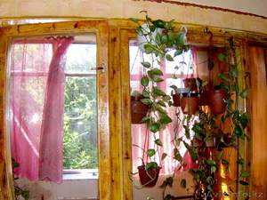 Продам коллекцию комнатных растений #684828