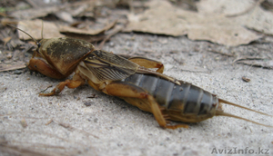 Сушеные медведки для лечения от туберкулеза. #684845