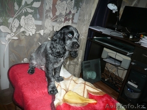 будущие охотники  и верные друзья. #676348