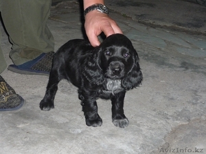 Продам щенка русского охотничьего спаниеля #684447