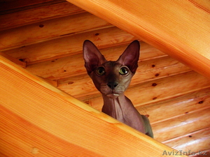 ПРОДАМ СИНКСОВ - ПЕТЕРБОЛДОВ #677644