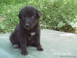 Отдам щенков ссторожевой собаки в хорошие руки! #679758