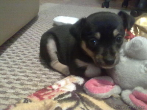 продаются щенки #693143