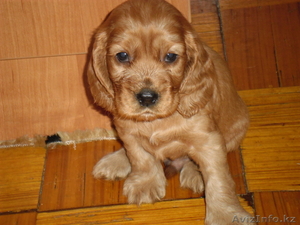 Продам щенков английский кокер спаниель #677300