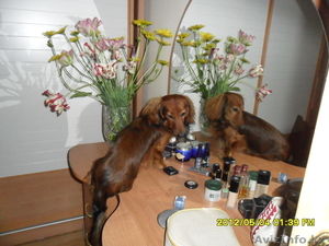 Такса длинношерстная  #691226