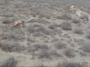 Продается щенки охотничьи породы ТАЗЫ #682765