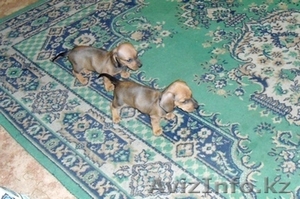 Щенки  породы  Такса #684629