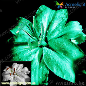 Предлагаем сотрудничество в г. Атырау #691485