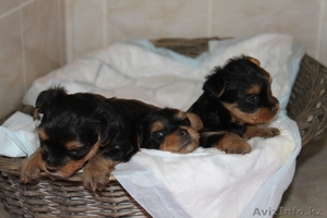 Йоркширский терьер,  щенки от родителей-чемпионов  #707245